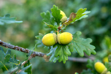 Close-up of green oak foliage and paired developing acorns growing on a branch against a softly blurred natural background © Tatjana