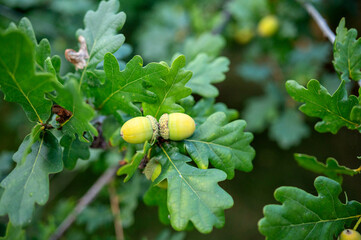green acorns growing among fresh oak leaves on a tree branch © Tatjana