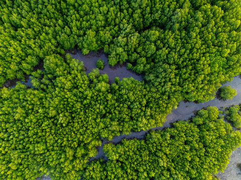 Aerial view of the lush green mangrove forest with winding waterways and dense foliage in Jepara Regency, Central Java, Indonesia.
