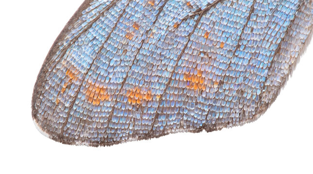 Macro butterfly wing texture background, iridescent blue insect scales close up, natural abstract pattern for design