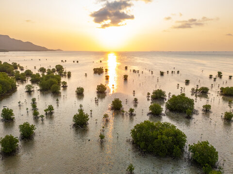 Aerial view of Menara Pandang Hutan Mangrove Karimunjawa surrounded by lush mangrove trees in shallow coastal waters during a golden sunset in Jepara Regency, Central Java, Indonesia.