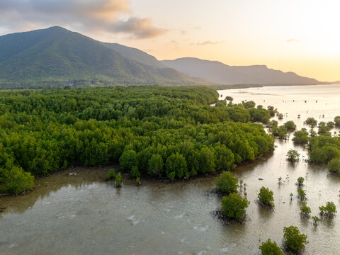 Aerial view of the lush mangrove forest in Karimunjawa with mountains in the background under a warm sunset sky in Jepara Regency, Central Java, Indonesia.