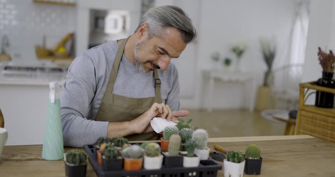 Portrait of happy sme owner senior caucasian man working gardening cactus succulent. Hobby free time or leisure for mature guy at home, startup small business sme owner, Retirement mature farmer