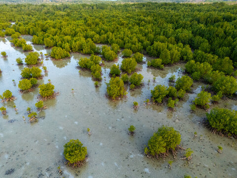 Aerial view of Menara Pandang Hutan Mangrove Karimunjawa surrounded by lush green mangrove trees and shallow coastal waters in Jepara Regency, Central Java, Indonesia.