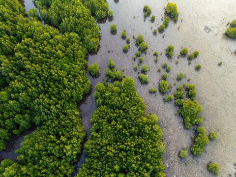 Aerial view of the lush green mangrove forest in Karimunjawa with tidal mudflats and winding waterways in Jepara Regency, Central Java, Indonesia.