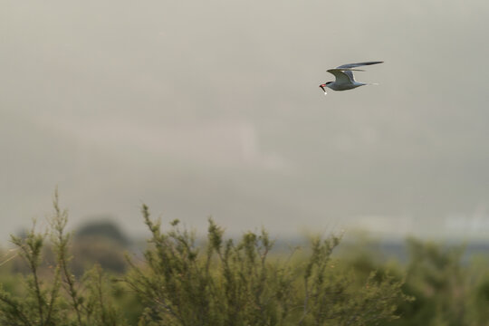 Tern flying over marshland with fish