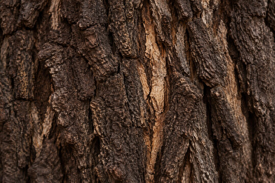 Close-up of dark brown tree bark with deep cracks and natural wood grain texture.