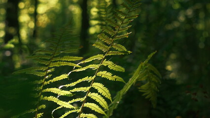Green fern leaves illuminated by golden sunlight in dense forest with dark blurred background © Anzhela