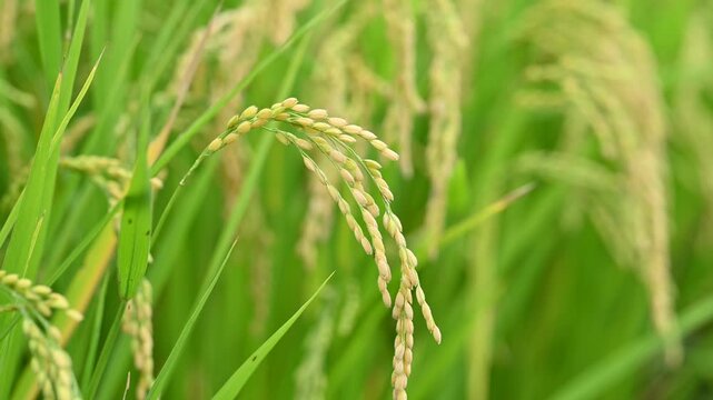 黄金色に輝く稲穂の超接写（マクロ撮影・新米・穀物）