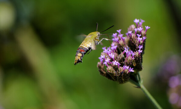 Coffee clearwing hawkmoth material: transparent wings hovering at flowers, small purple flowers