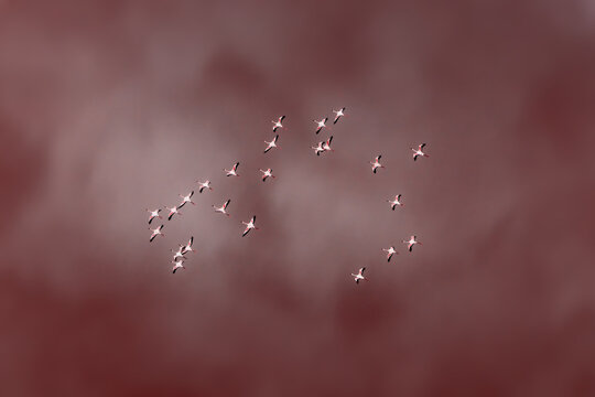Lesser flamingos, Phoeniconaias minor, fly over Lake Magadi, South Rift Valley, Kenya. The water looks red due to algal bloom, and clouds are reflected on the calm water.