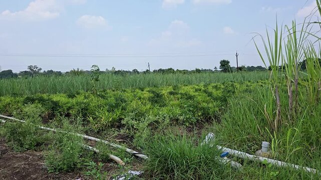 Lush green ginger and chili pepper rows intercropped securely between two distinct growth stages of sugarcane plantations to highlight modern agroforestry layouts.