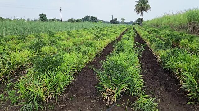 Horizontal tracking shot moving past tidy rows of an intercropped field featuring young ginger and green chili plants to demonstrate multi-diversified cropping.