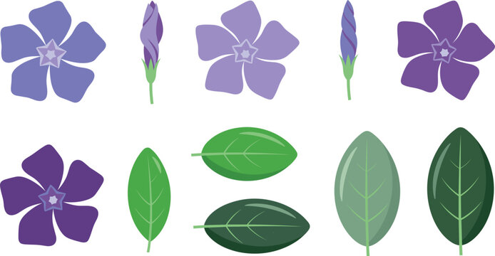 Hand drawn purple periwinkle flower vector element set with isolated green leaves and buds on white background for spring botanical design templates
