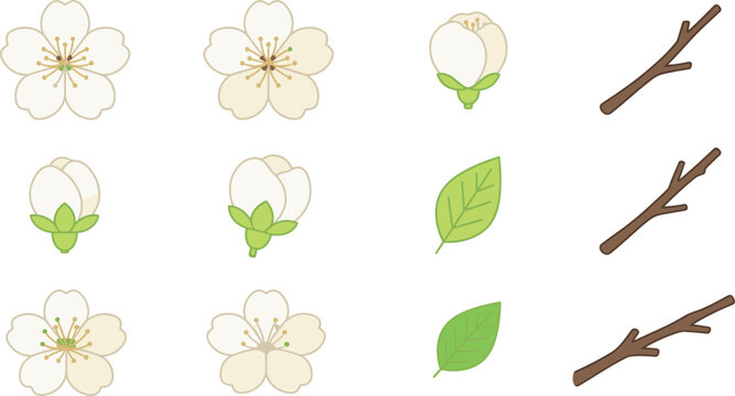 Hand drawn white cherry blossom flower vector element set with isolated leaves twigs and buds on white background for spring sakura design templates