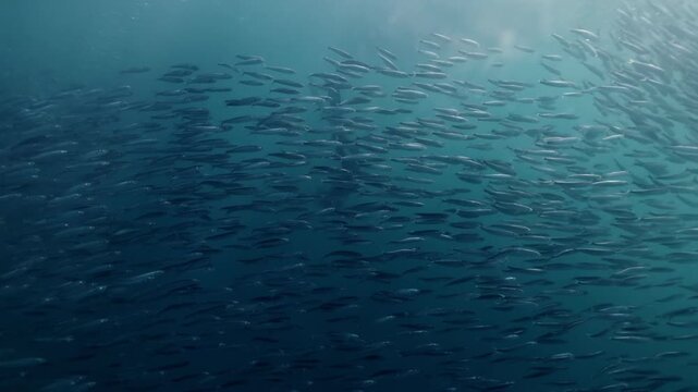 A freediver swims alongside a massive swirling bait ball of sardines in the blue waters of South Africa, surrounded by thousands of shimmering silver fish moving in perfect harmony through the open