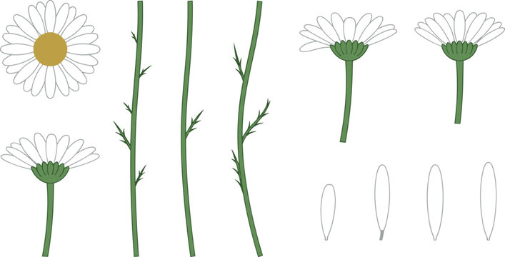 Hand drawn white daisy flower vector element set with isolated green stems and petals on white background for spring floral design templates