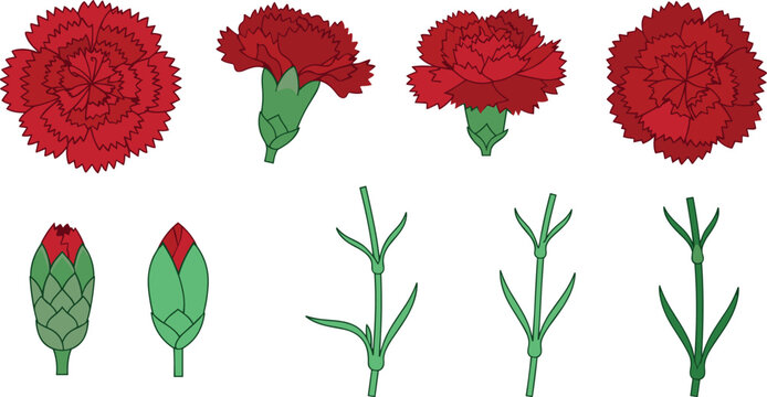 Hand drawn red carnation flower vector element set with isolated stems and buds on white background for mothers day floral design templates