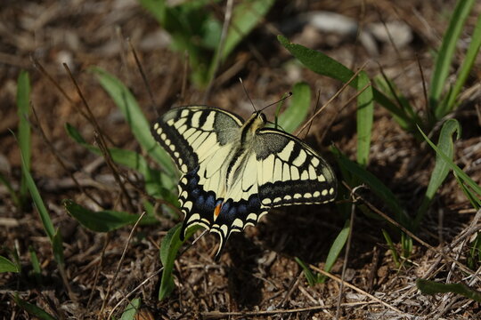 the European swallowtail butterfly (Papilio machaon gorganuas)