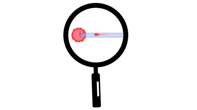 biological illustration depicting the process of fertilization, the sperm cell approaching, making contact with the egg,