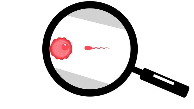 biological illustration depicting the process of fertilization, the sperm cell approaching, making contact with the egg,