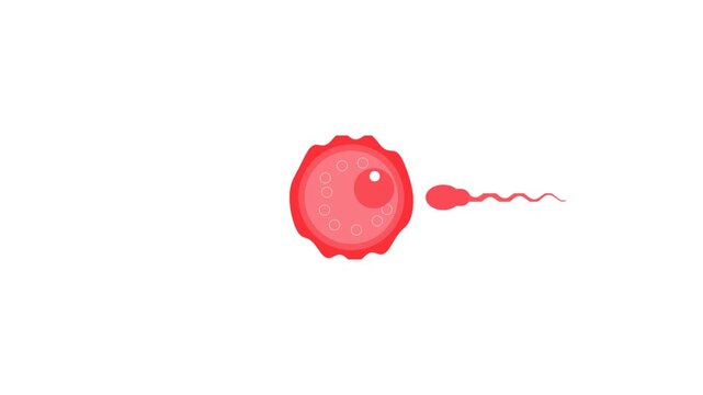 biological illustration depicting the process of fertilization, the sperm cell approaching, making contact with the egg,