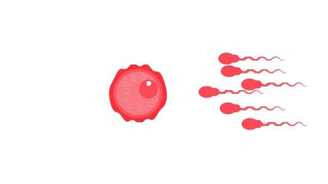 biological illustration depicting the process of fertilization, the sperm cell approaching, making contact with the egg,