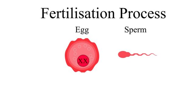 biological illustration depicting the process of fertilization, the sperm cell approaching, making contact with the egg,