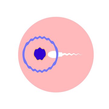 biological illustration depicting the process of fertilization, the sperm cell approaching, making contact with the egg,