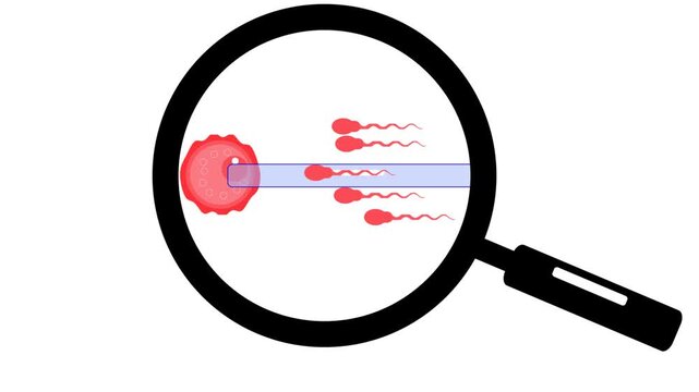 biological illustration depicting the process of fertilization, the sperm cell approaching, making contact with the egg,