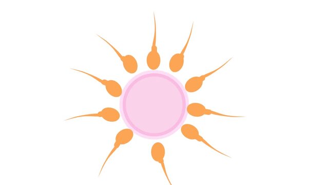biological illustration depicting the process of fertilization, the sperm cell approaching, making contact with the egg,