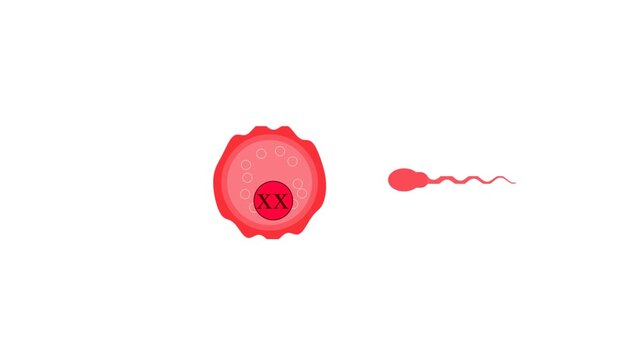 biological illustration depicting the process of fertilization, the sperm cell approaching, making contact with the egg,