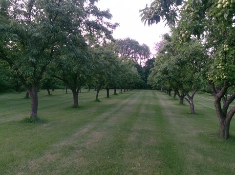 Rows of fruit trees in a mown grassy field