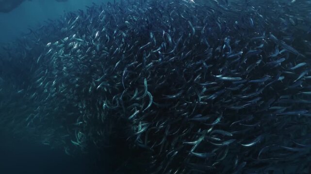 A freediver swims alongside a massive swirling bait ball of sardines in the blue waters of South Africa, surrounded by thousands of shimmering silver fish moving in perfect harmony through the open