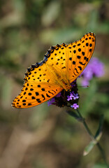 A close-up photo of a brightly colored Indian fritillary butterfly (Argyreus hyperbius) resting on a flower. © Yf