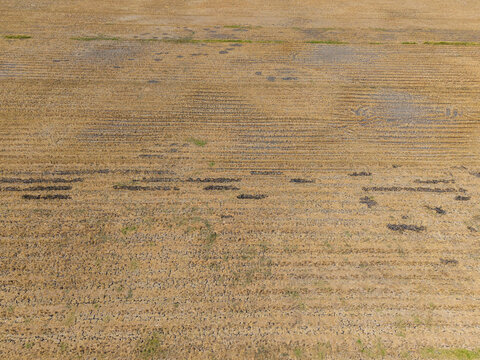 Aerial view of a drought-affected rice field with cracked dry soil and sparse vegetation in Wedung, Central Java, Indonesia.