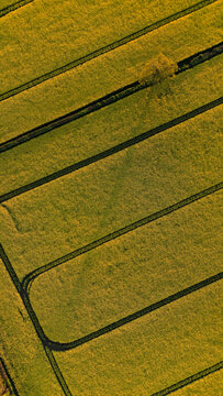 Aerial view of vibrant yellow rapeseed fields with distinct parallel tramlines and a small tree in Somerset, United Kingdom.