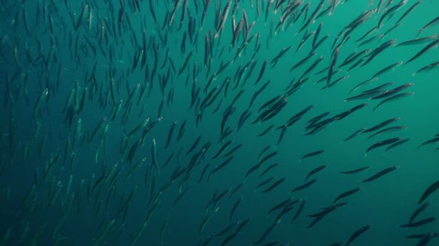A massive swirling bait ball of sardines moves through the deep blue waters of South Africa, forming a dense shimmering cloud of silver fish that twist and flow together in a mesmerizing underwater