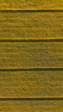 Aerial view of vibrant yellow rapeseed fields in full bloom with distinct linear patterns in the countryside of Somerset, United Kingdom.