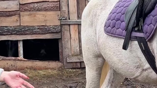 Feeding a harnessed white horse small apples from one's hand, close-up. HD video