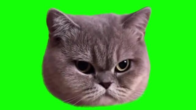Grumpy cat head isolated on green screen background creating funny video clip content on white background