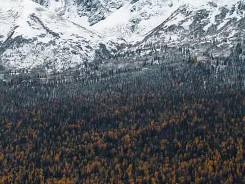 Aerial view of the snow-capped peaks of the Chugach Mountains above a dense forest with vibrant autumn foliage near Knik River, Alaska, United States.