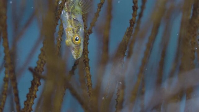 4K Underwater macro shot of tiny ghost goby Bryaninops hiding head down on gorgonian coral