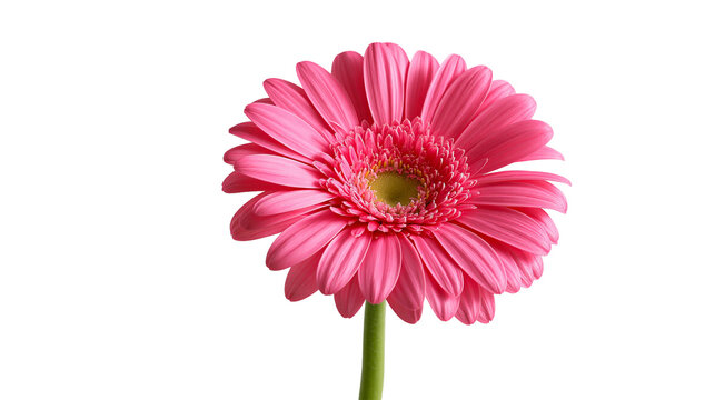 Vibrant pink gerbera daisy flower with a yellow center and green stem