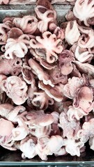 Frozen raw baby octopus pieces displayed inside a supermarket grocery store freezer showcase © NBLX