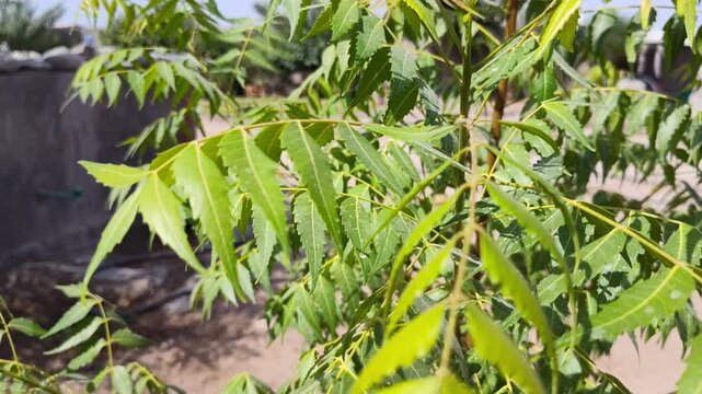 Azadirachta indica neem tree green grass in the garden