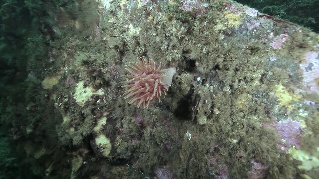 Red Sea Anemone Attached to a Rough Underwater Rock. Cold-water benthic scenery shows attached invertebrates, shells, rocks or kelp with subdued natural color and clear underwater habitat texture.