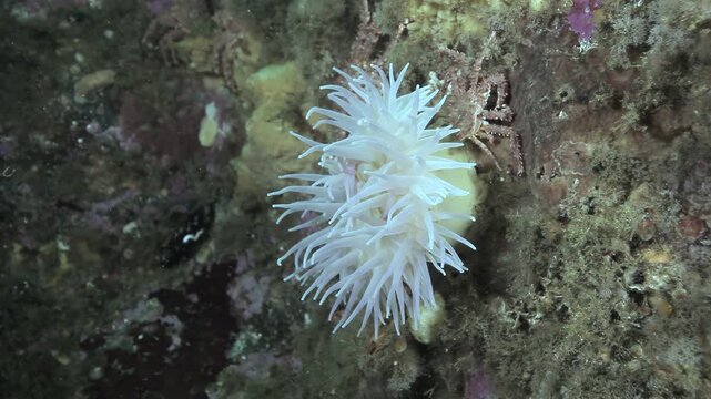 White Sea Anemone Open on a Rocky Underwater Surface. Cold-water benthic scenery shows attached invertebrates, shells, rocks or kelp with subdued natural color and clear underwater habitat texture.