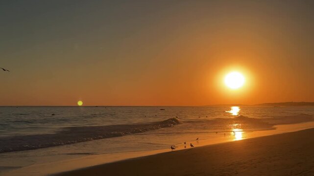 seabirds on beach Algarve, Portugal