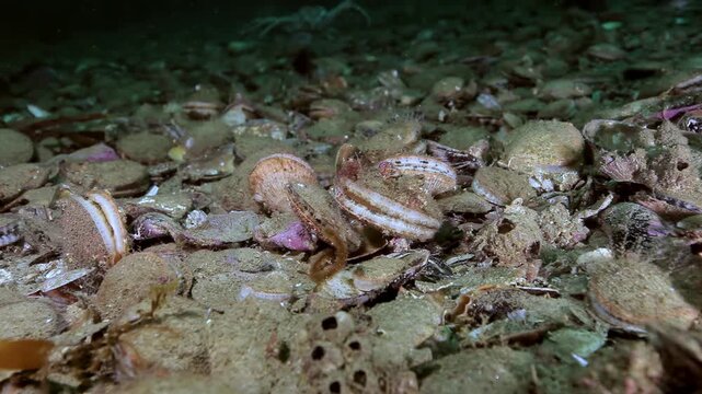 Small Crabs Moving Among Shells on the Seabed. Cold-water benthic scenery shows attached invertebrates, shells, rocks or kelp with subdued natural color and clear underwater habitat texture.